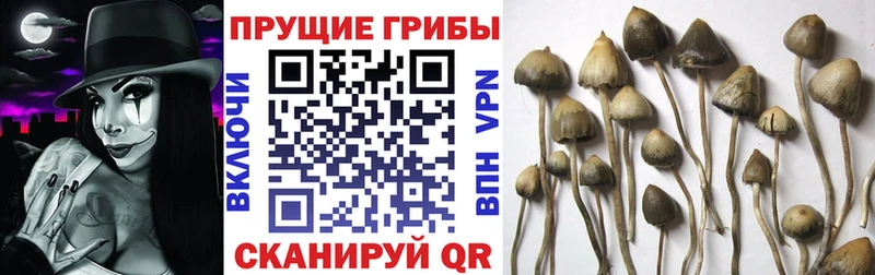Галлюциногенные грибы Psilocybine cubensis  Конаково 